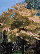 org:/gardening tips/Snoeiadvies/Overzichtspagina/Gewone_esdoorn.jpg